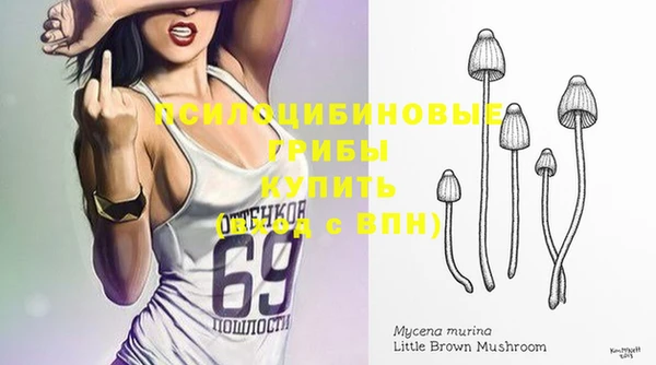 стаф Алзамай
