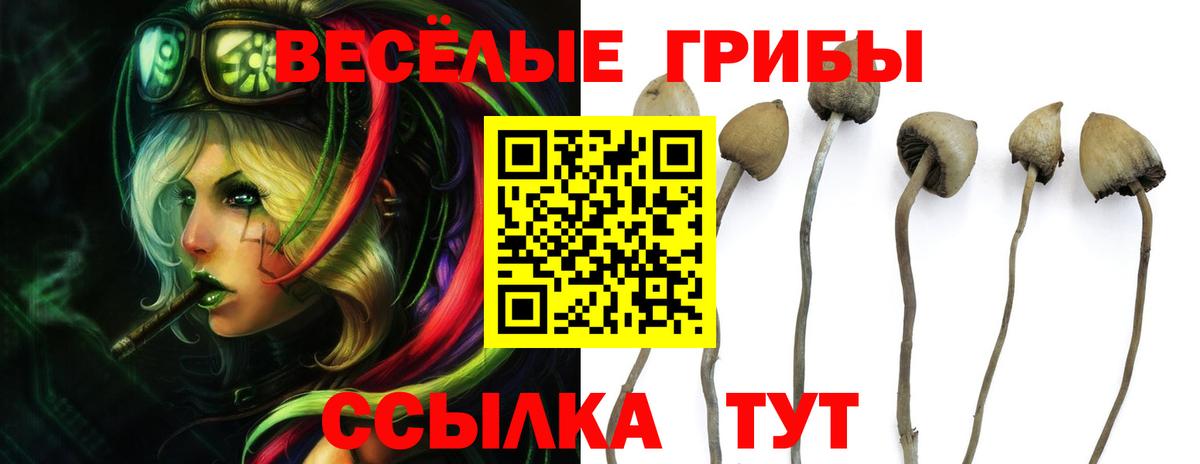 Черкесск  Псилоцибиновые грибы GOLDEN TEACHER  наркотики  Вход с VPN  Галлюциногенные грибы ЛСД 